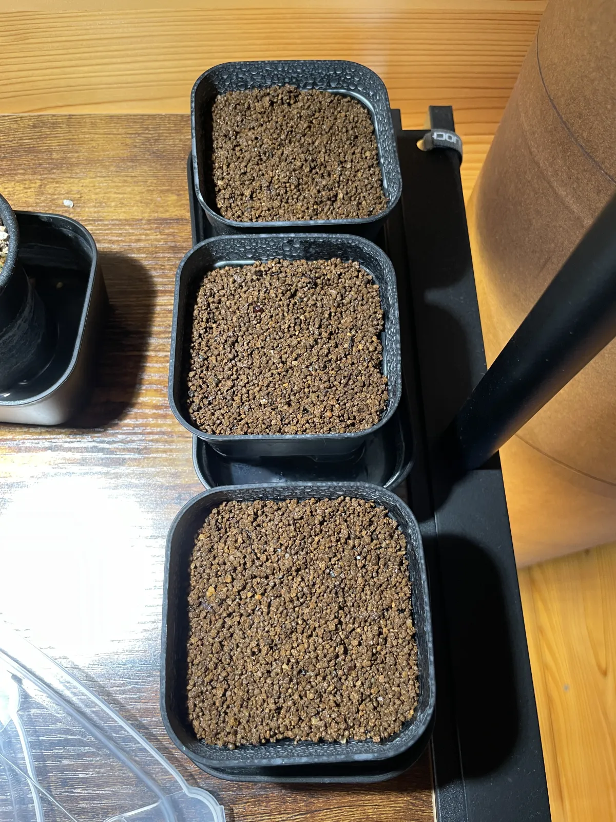 Boswellia sacra (ボスウェリア サクラ)