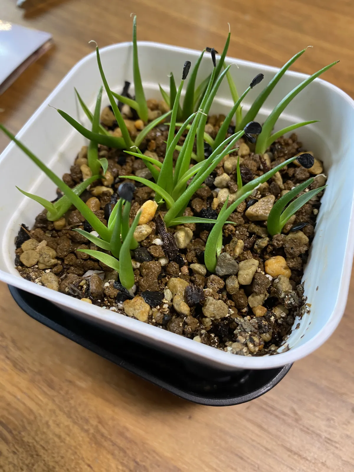 Agave utahensis var. eborispina (アガベ エボリスピナ)