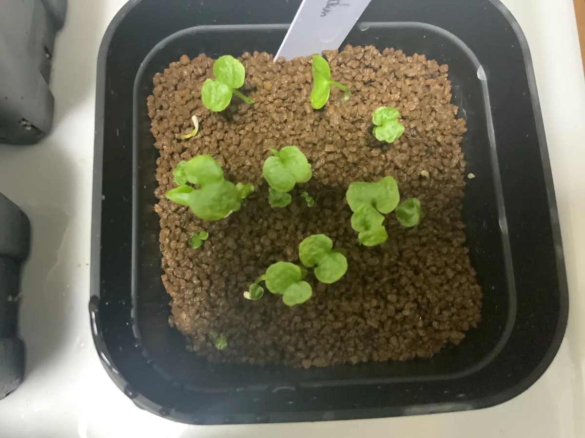 Philodendron bipinnatifidum (フィロデンドロン ビピンナティフィダム)