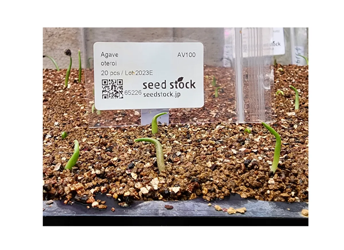 Agave oteroi (アガベ オテロイ)