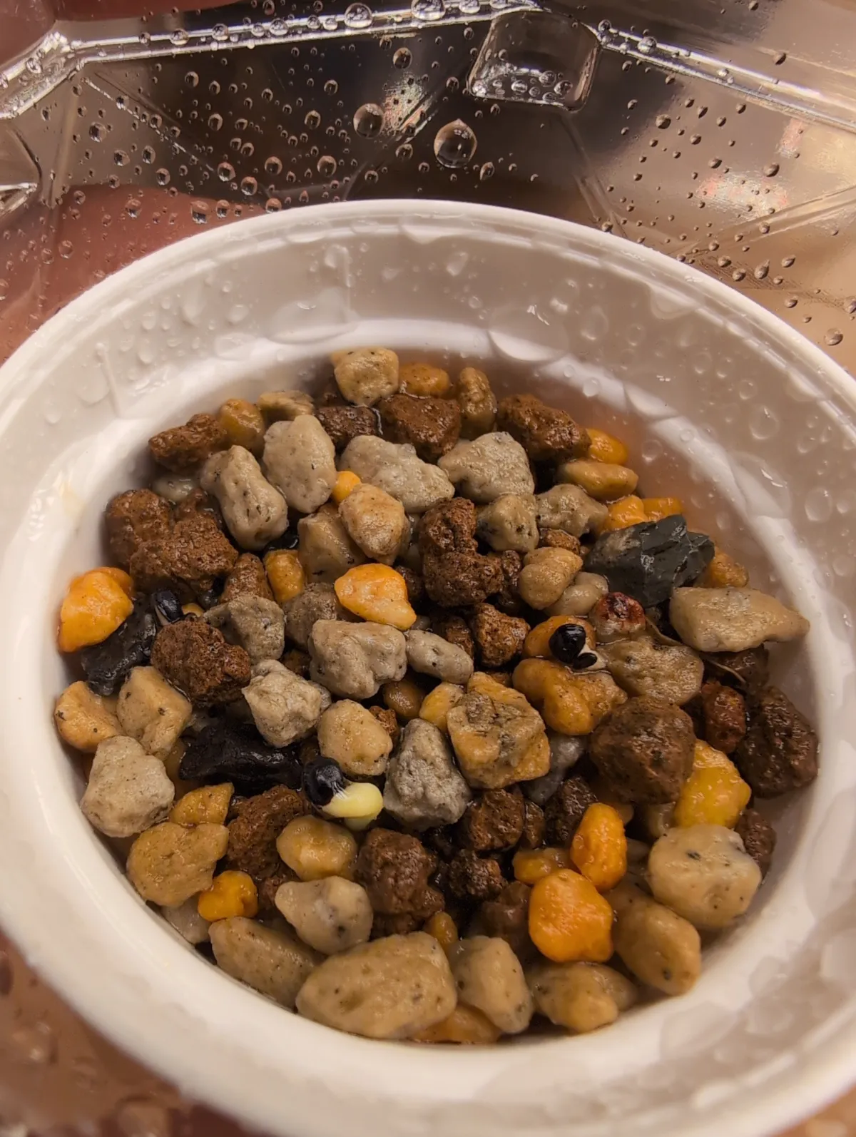 Pachycereus hollianus 'Rojo' (パキセレウス ホリアナス ロホ)