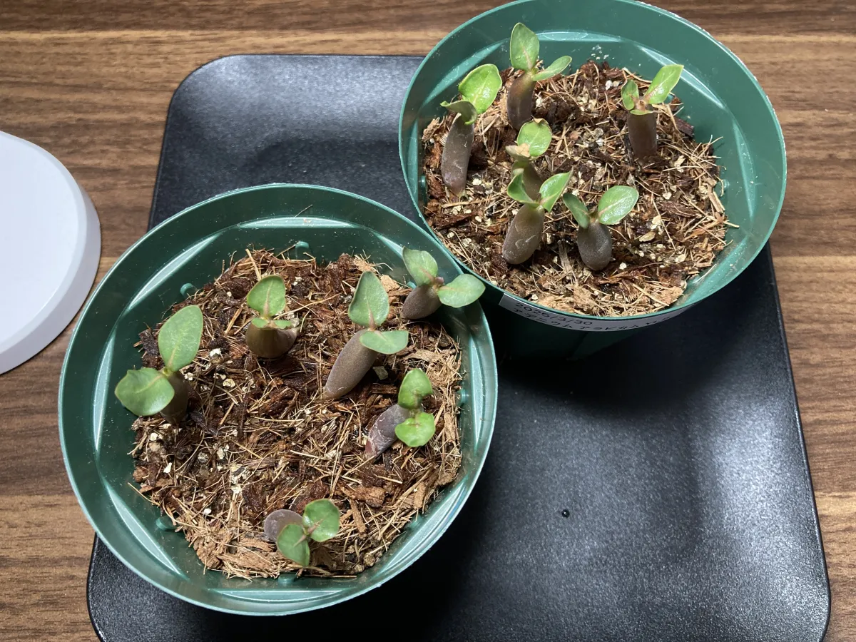 Adenium arabicum (アデニウム アラビカム)