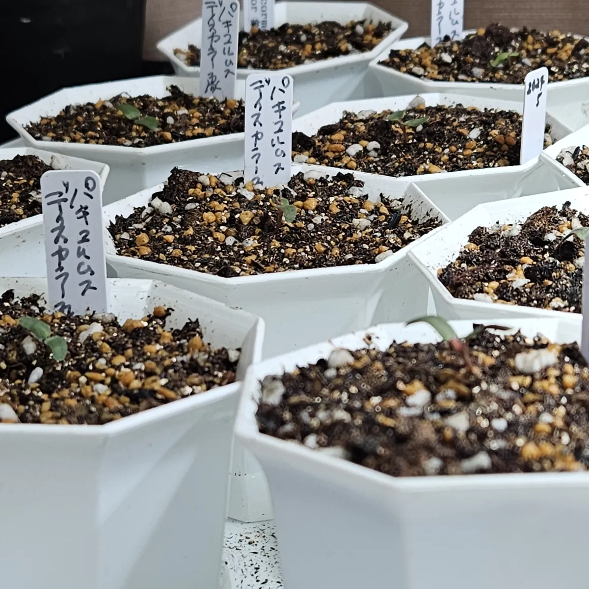 Pachycormus discolor (パキコルムス ディスカラー)