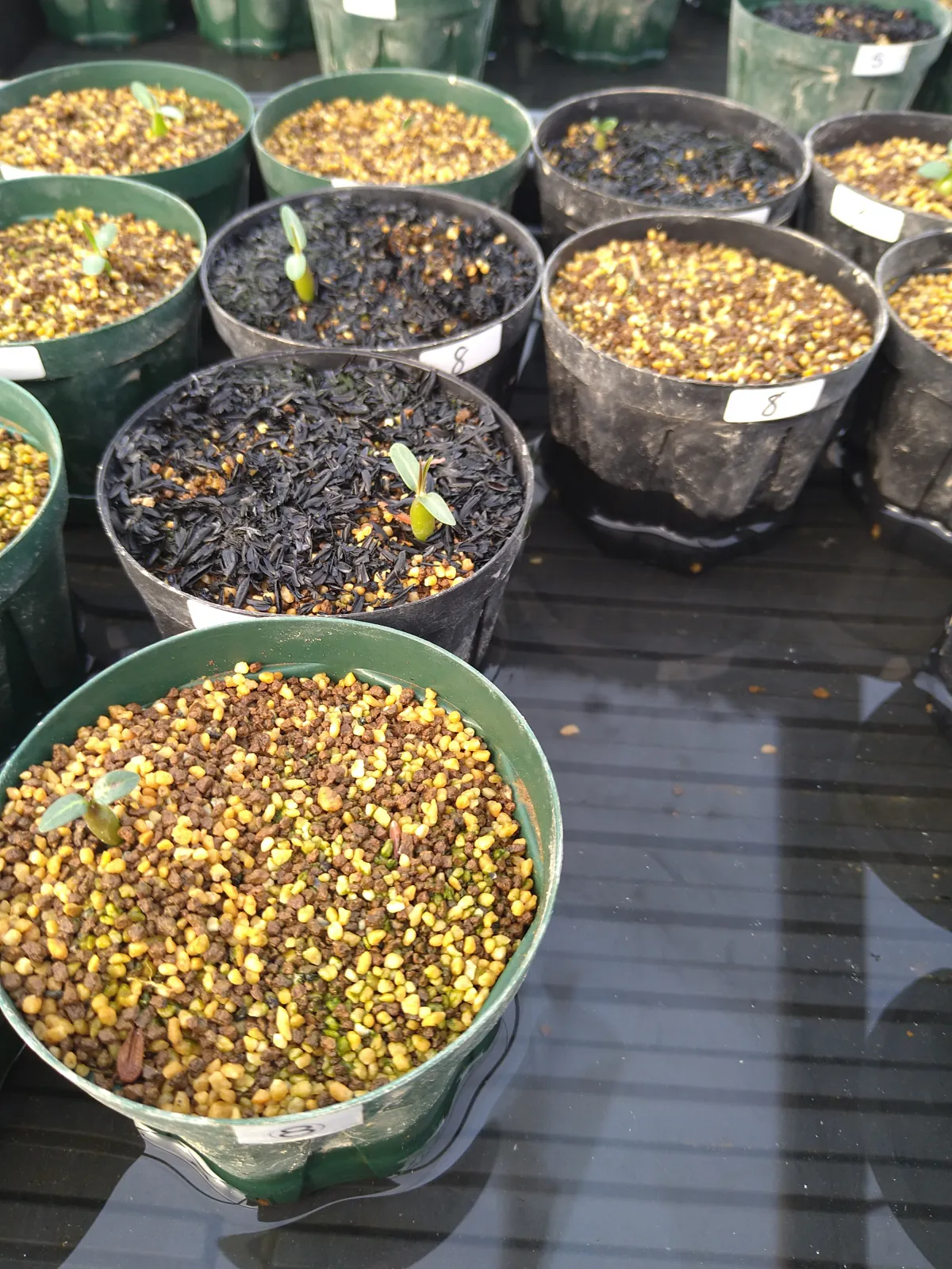 Pachypodium rosulatum ssp. cactipes (パキポディウム カクチペス)