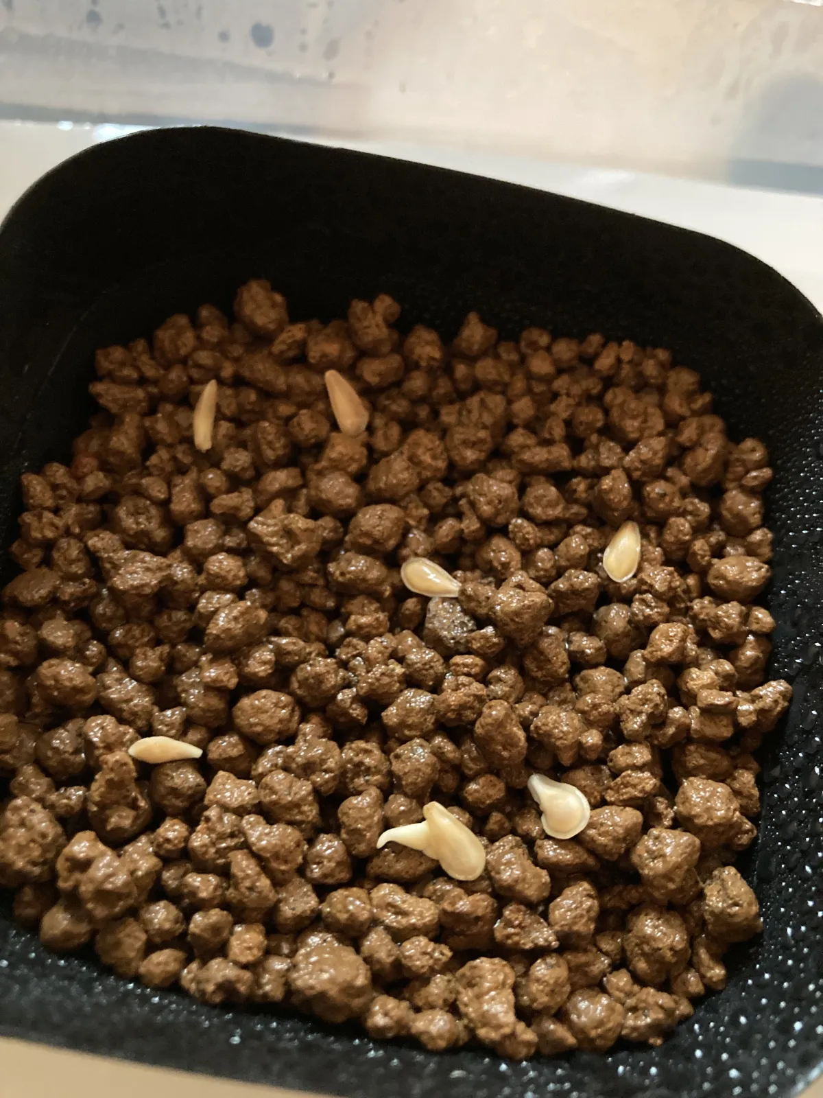 Fockea edulis (フォッケア 火星人)