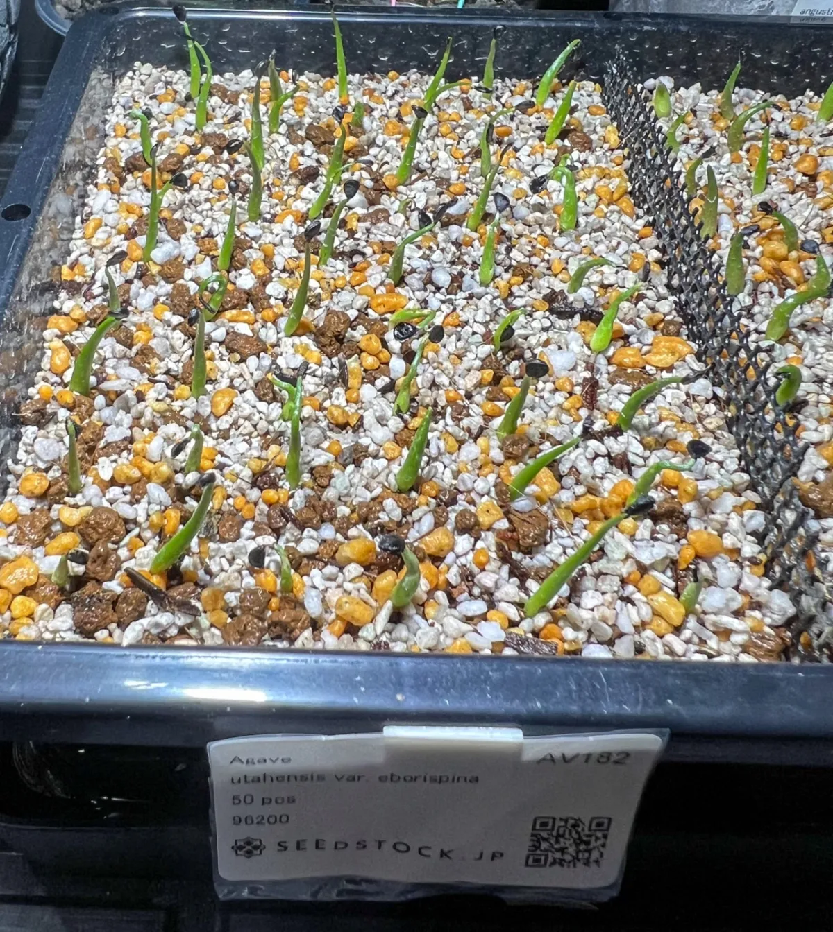 Agave utahensis var. eborispina (アガベ エボリスピナ)