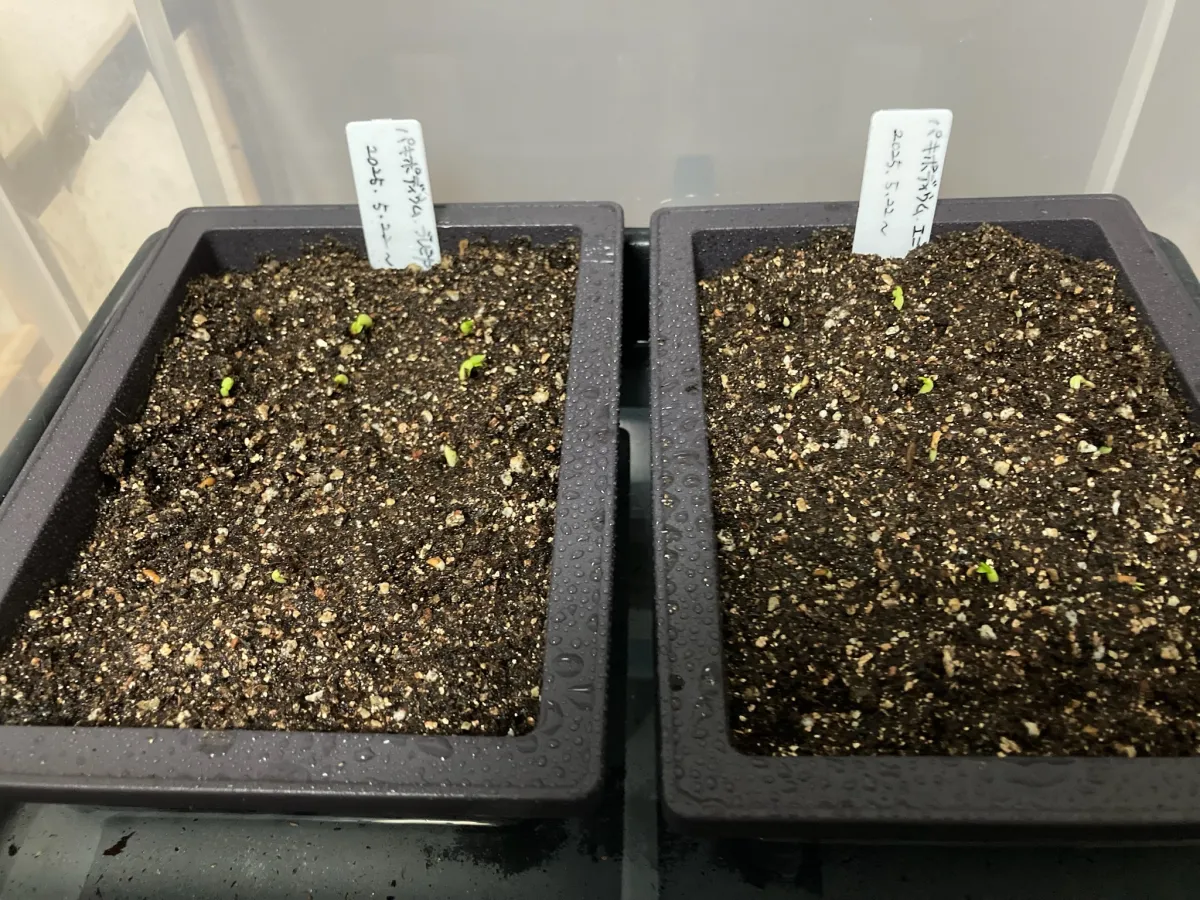 Pachypodium enigmaticum (パキポディウム エニグマチカム)