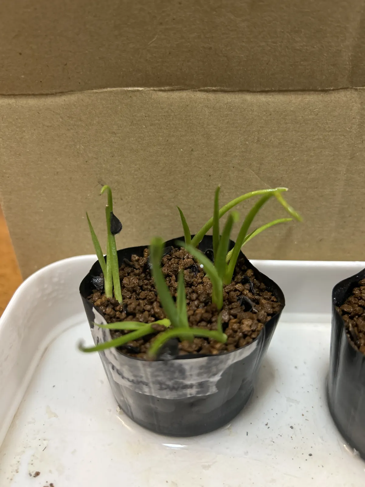 Agave potatorum Dwarf (アガベ ポタトラムドワーフ)