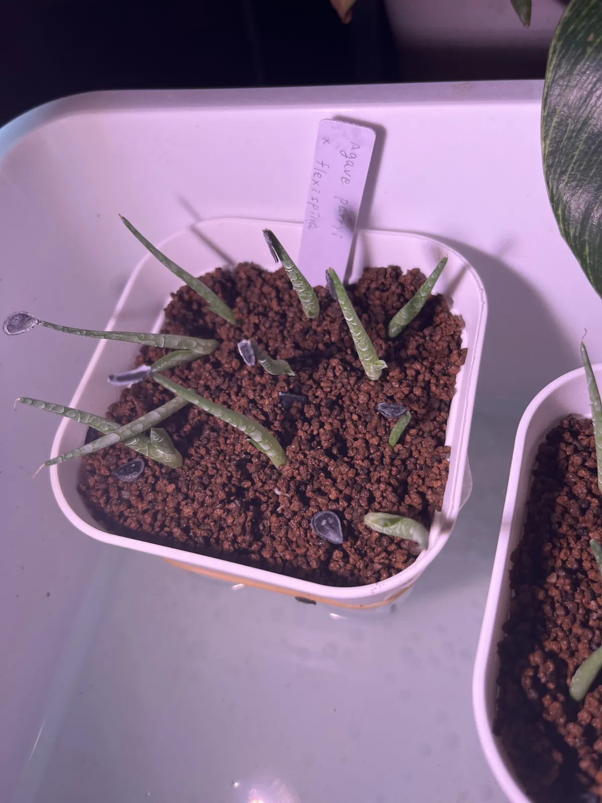 Agave parryi x flexispina (アガベ パリー x フレキシスピナ)