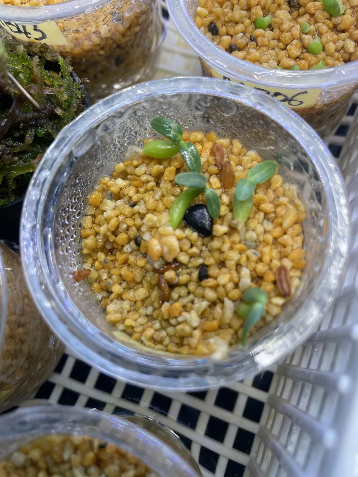 Pachypodium rosulatum ssp. rosulatum (パキポディウム ロスラーツム)