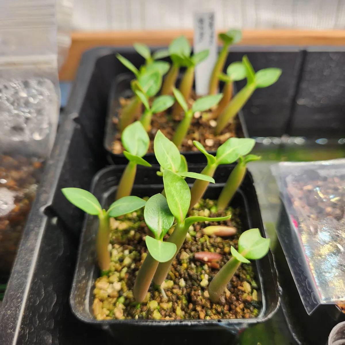 Adenium arabicum Black Stem (アデニウム アラビカム ブラックステム)