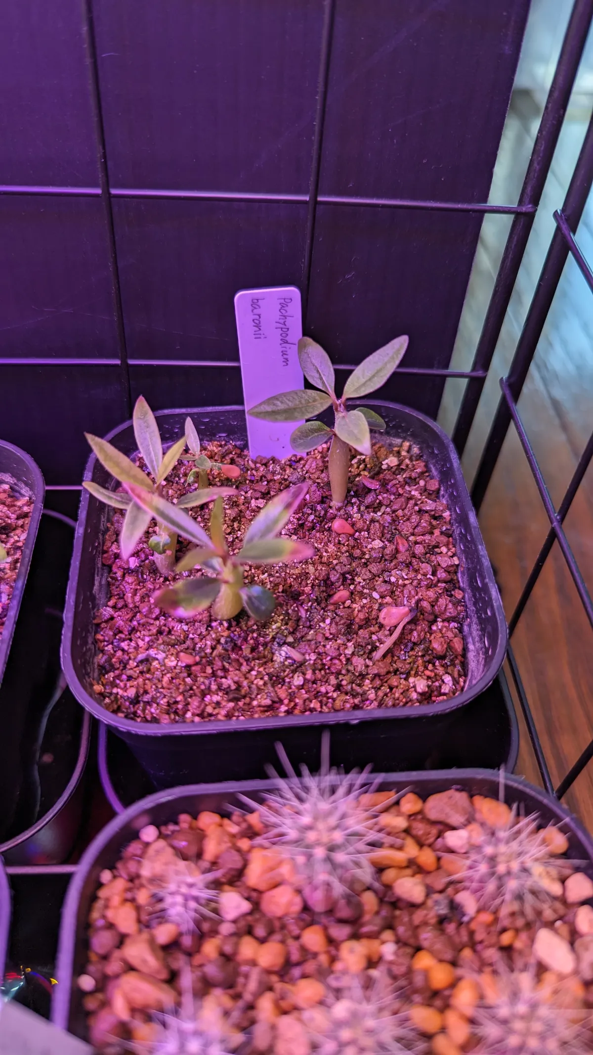 Pachypodium baronii (パキポディウム バロニー)