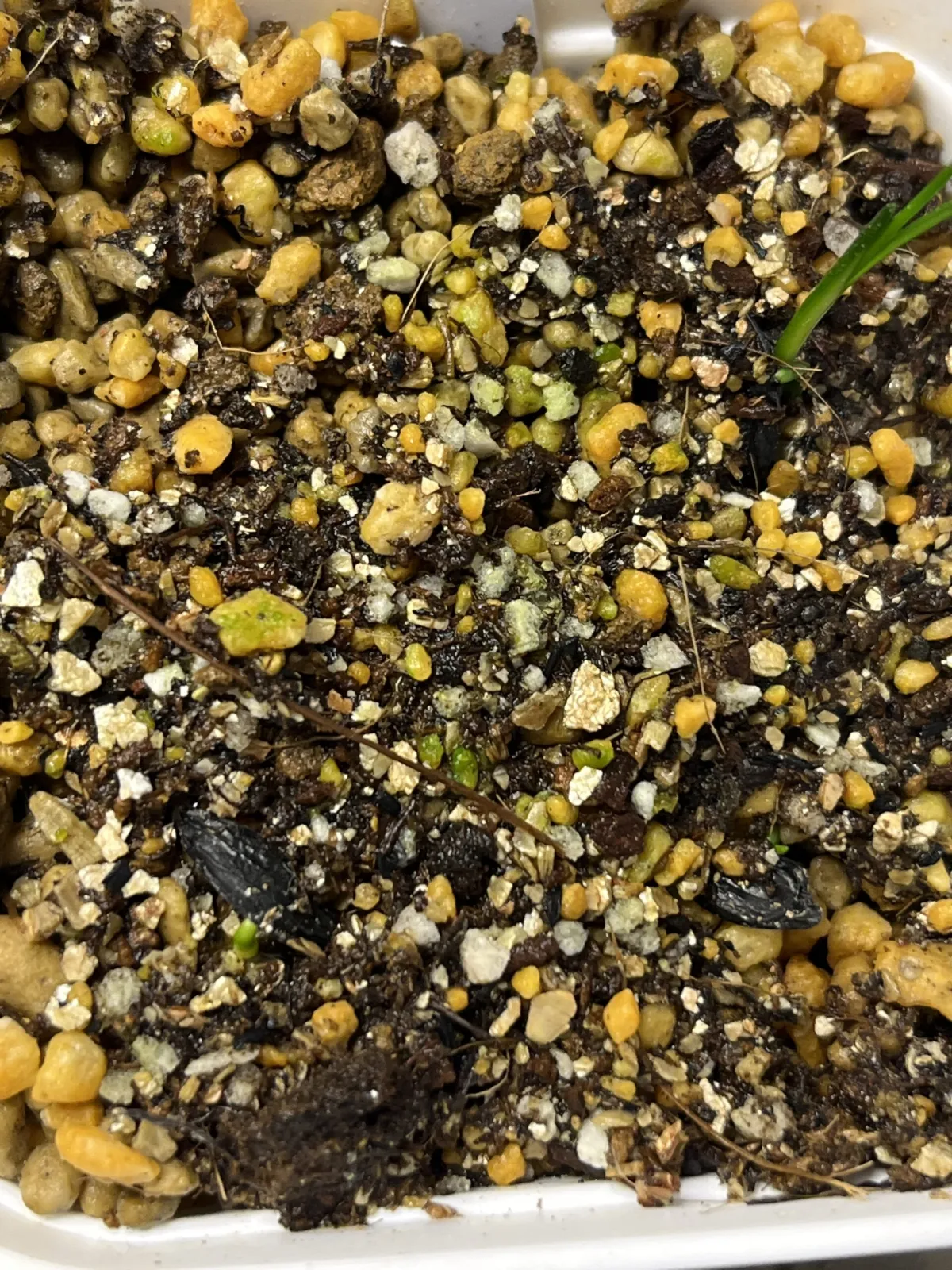 Xanthorrhoea brunonis subsp. brunonis (ザントロエア ブルーノニス)