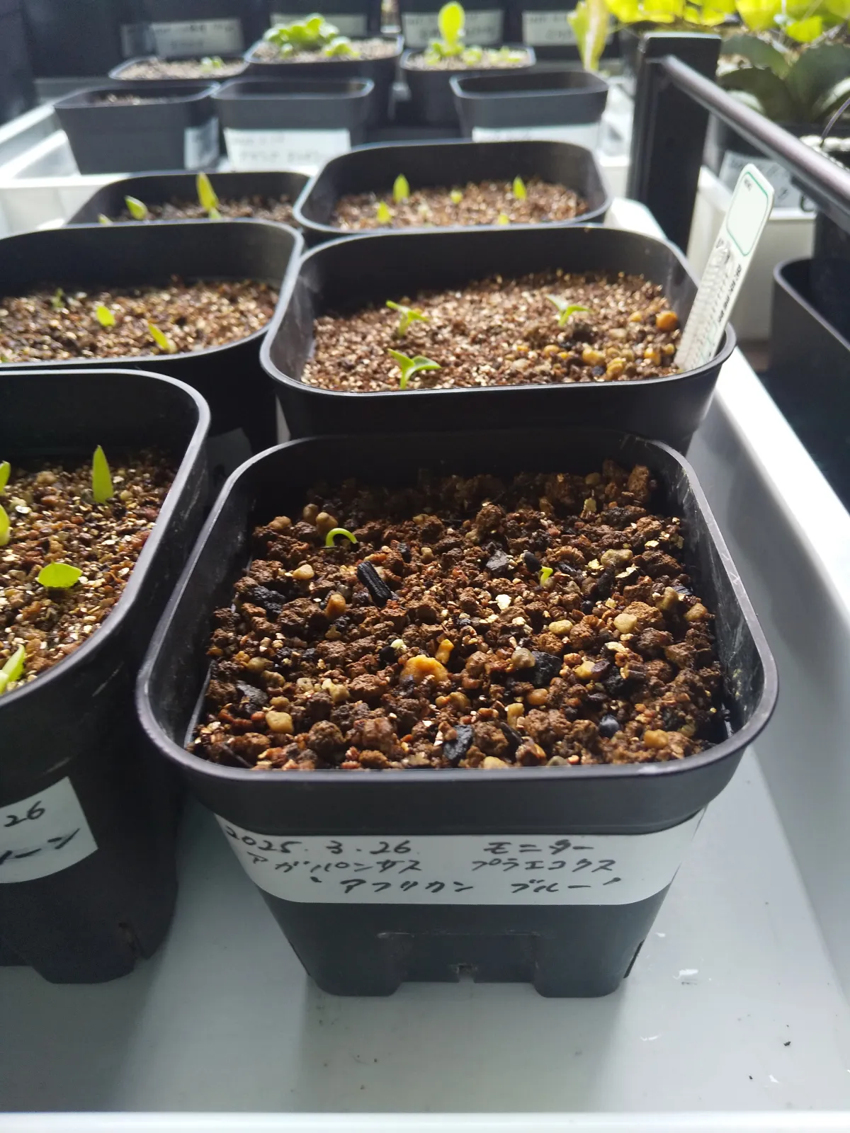 Agapanthus praecox 'African Blue' (アガパンサス プラエコクス アフリカンブルー)