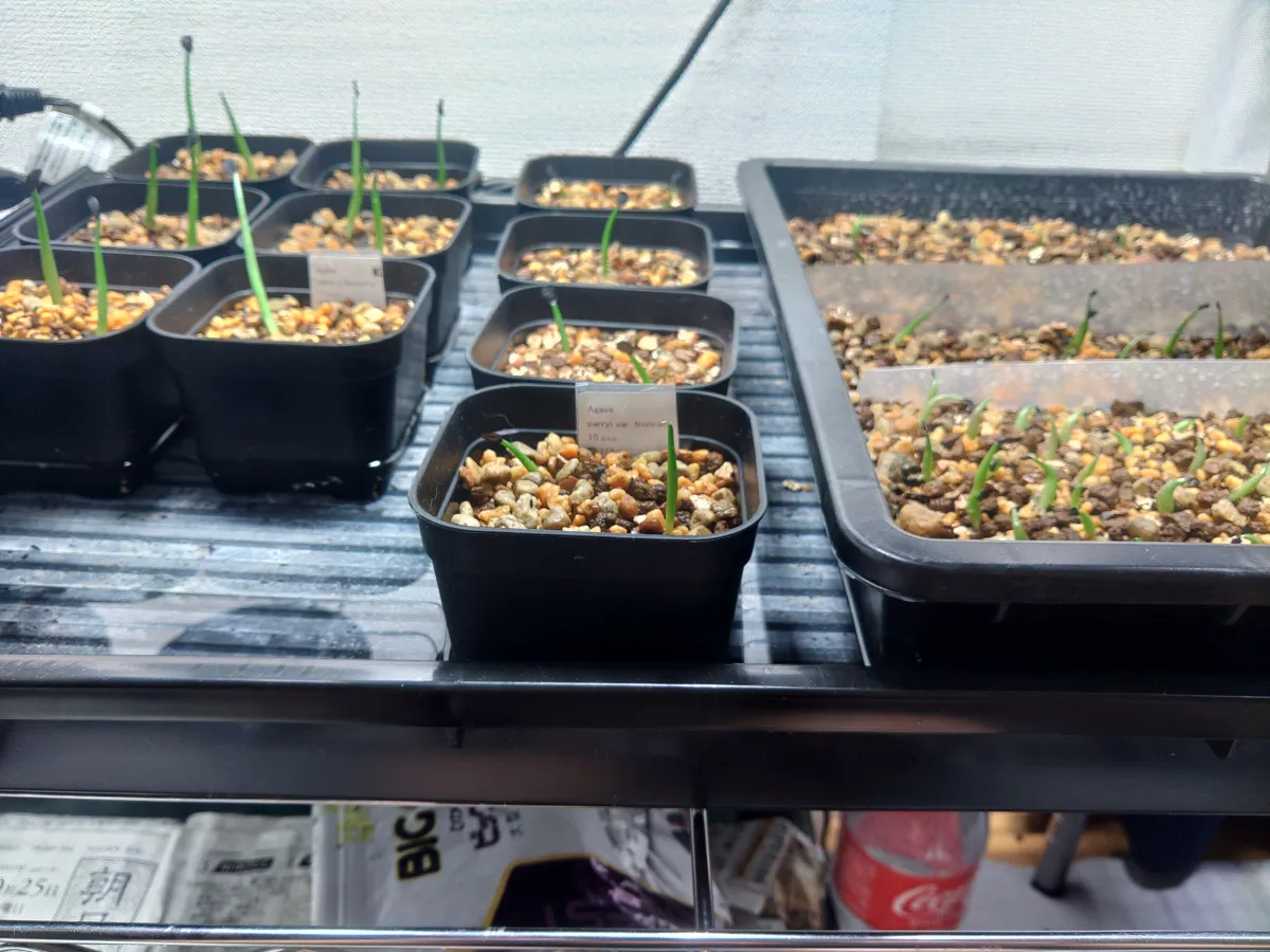 Agave parryi var. truncata (アガベ パリー トランカータ)