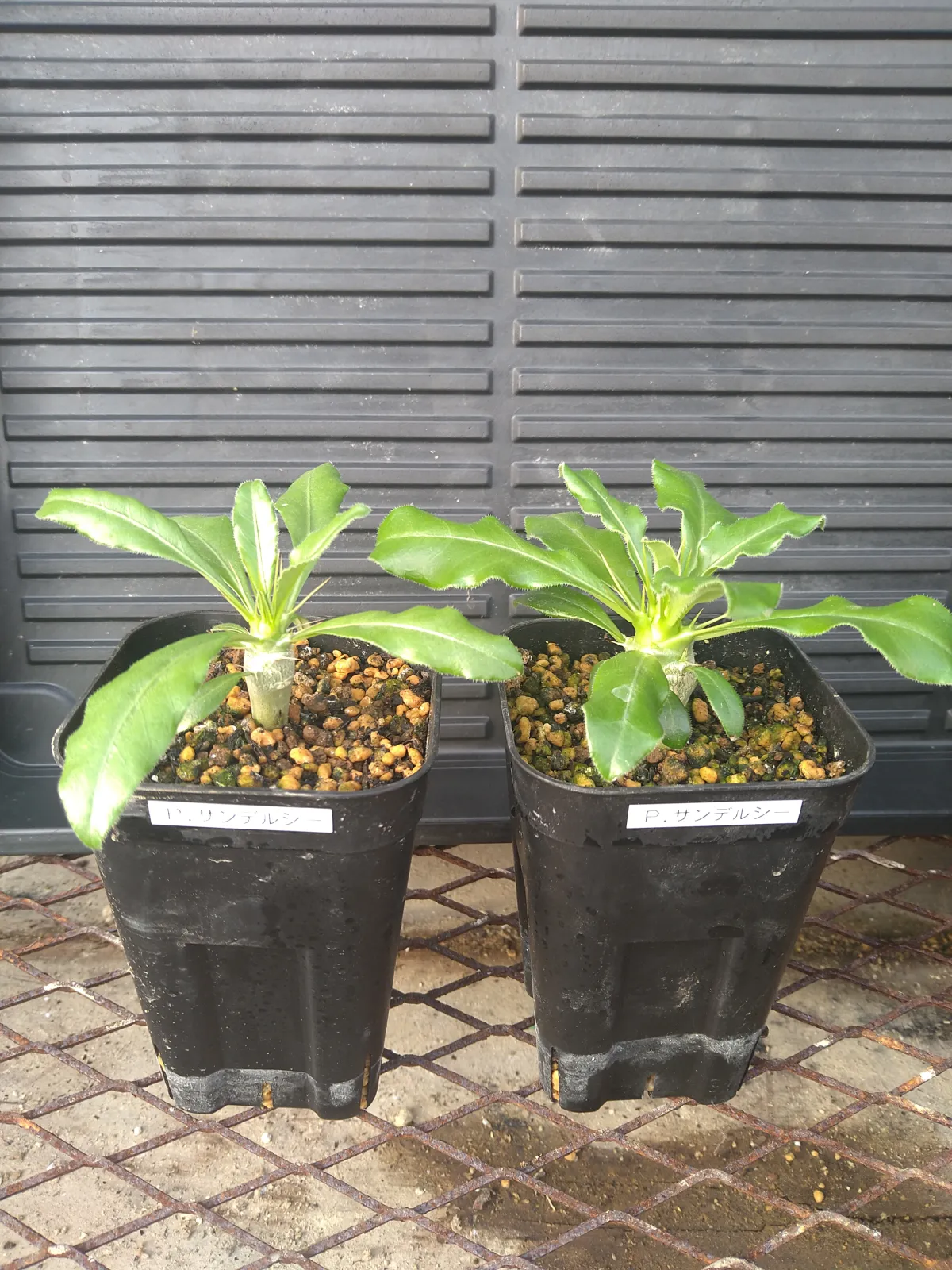 Pachypodium saundersii (パキポディウム サンデルシー 白馬城)