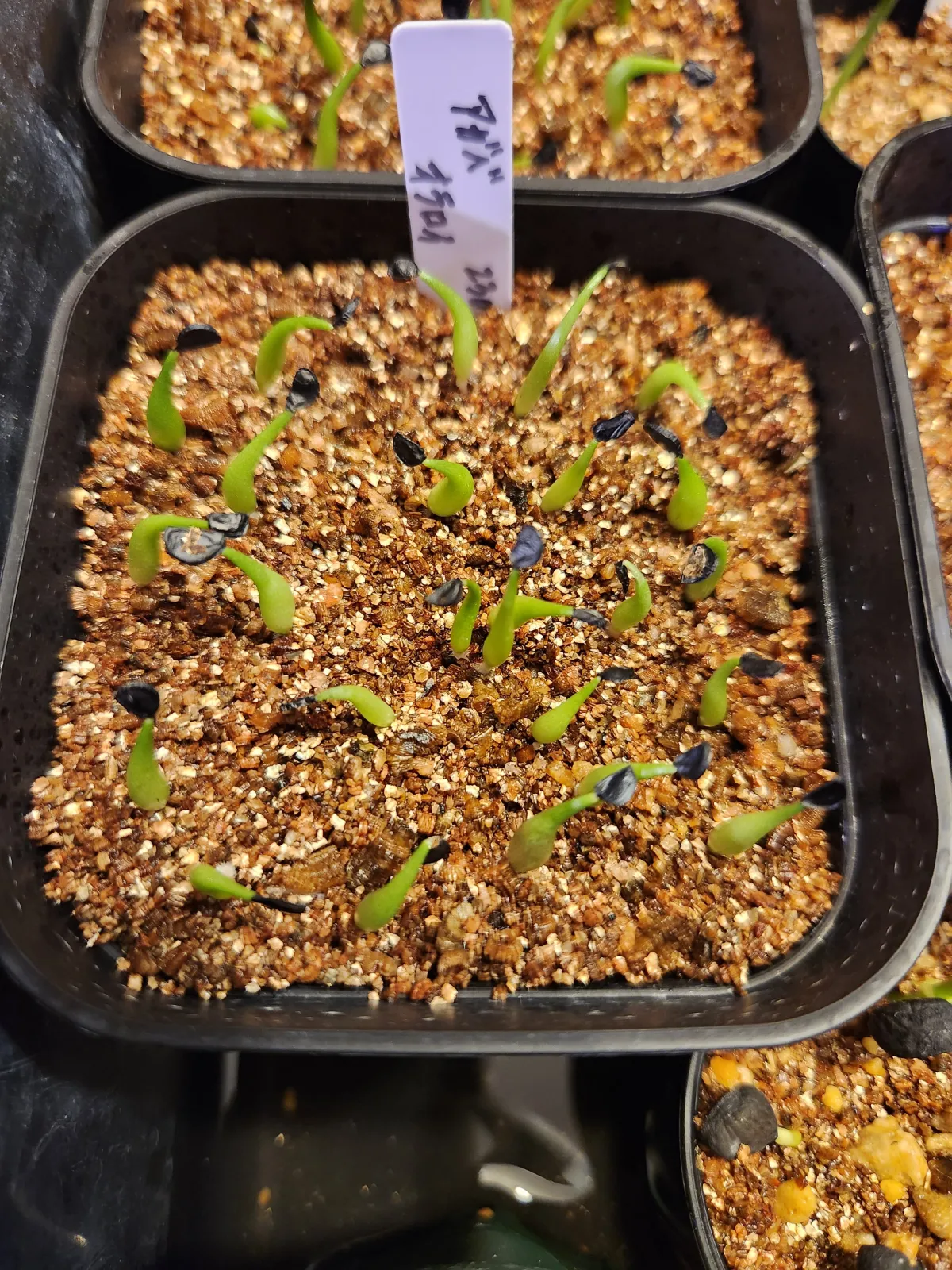 Agave oteroi (アガベ オテロイ)