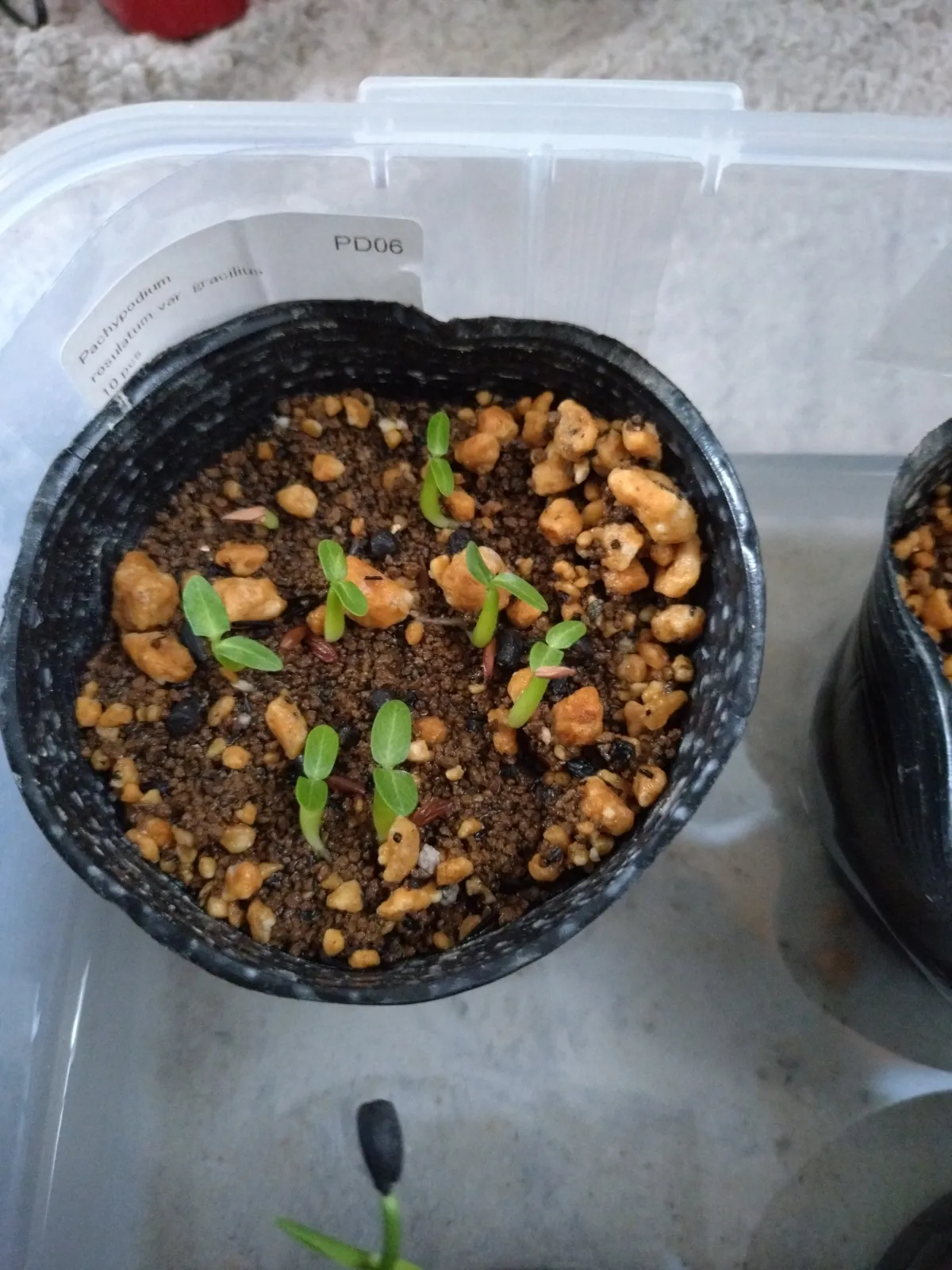 Pachypodium rosulatum var. gracilius (パキポディウム グラキリス)