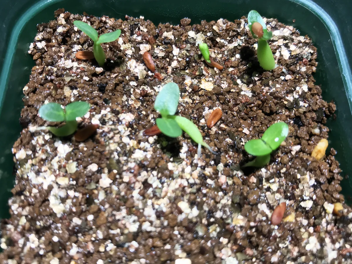 Pachypodium densiflorum var. brevicalyx (パキポディウム ブレビカリックス)