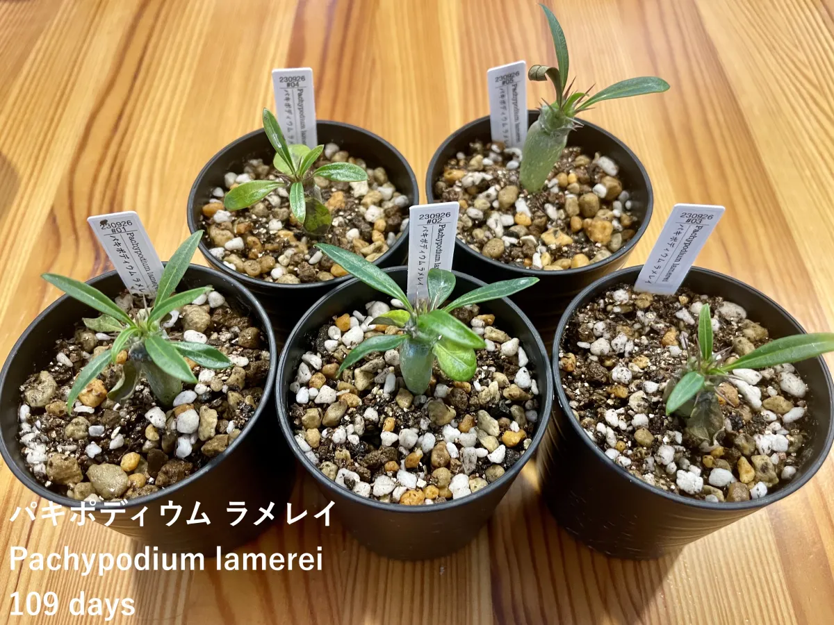 Pachypodium lamerei (パキポディウム ラメレイ 夢叶棒)