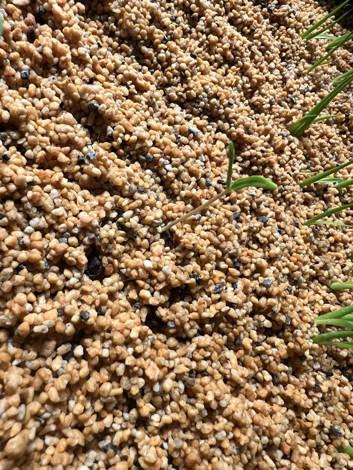 Operculicarya pachypus (オペルクリカリア パキプス)