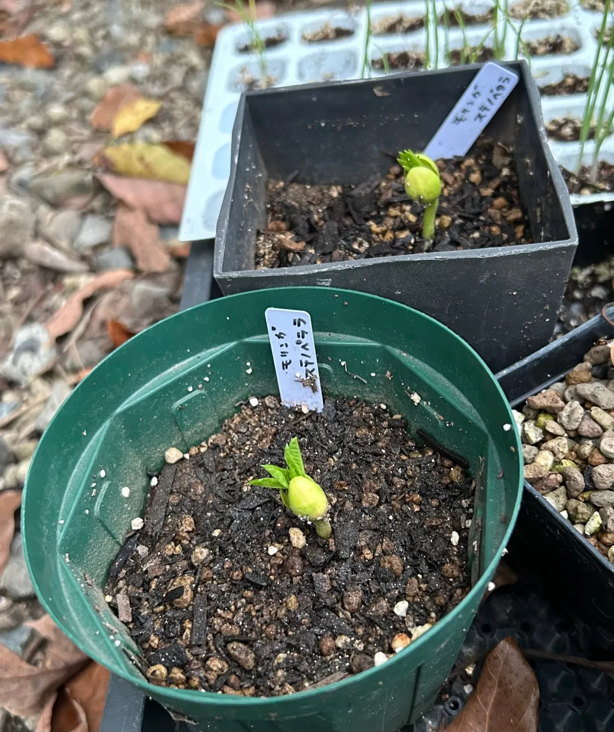 Moringa stenopetala (モリンガ ステノペタラ)