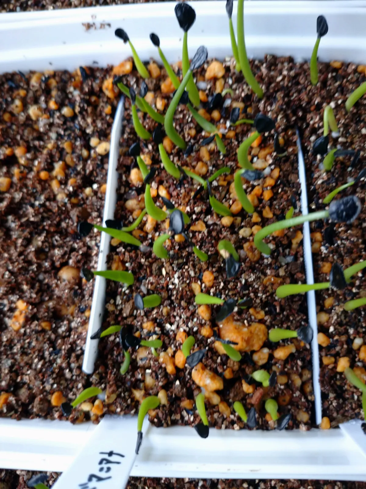 Agave shawii subsp. goldmaniana (アガベ ゴールドマニアナ)