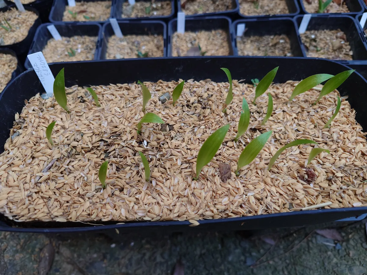 Furcraea macdougalii (フルクラエア マクドガリー)