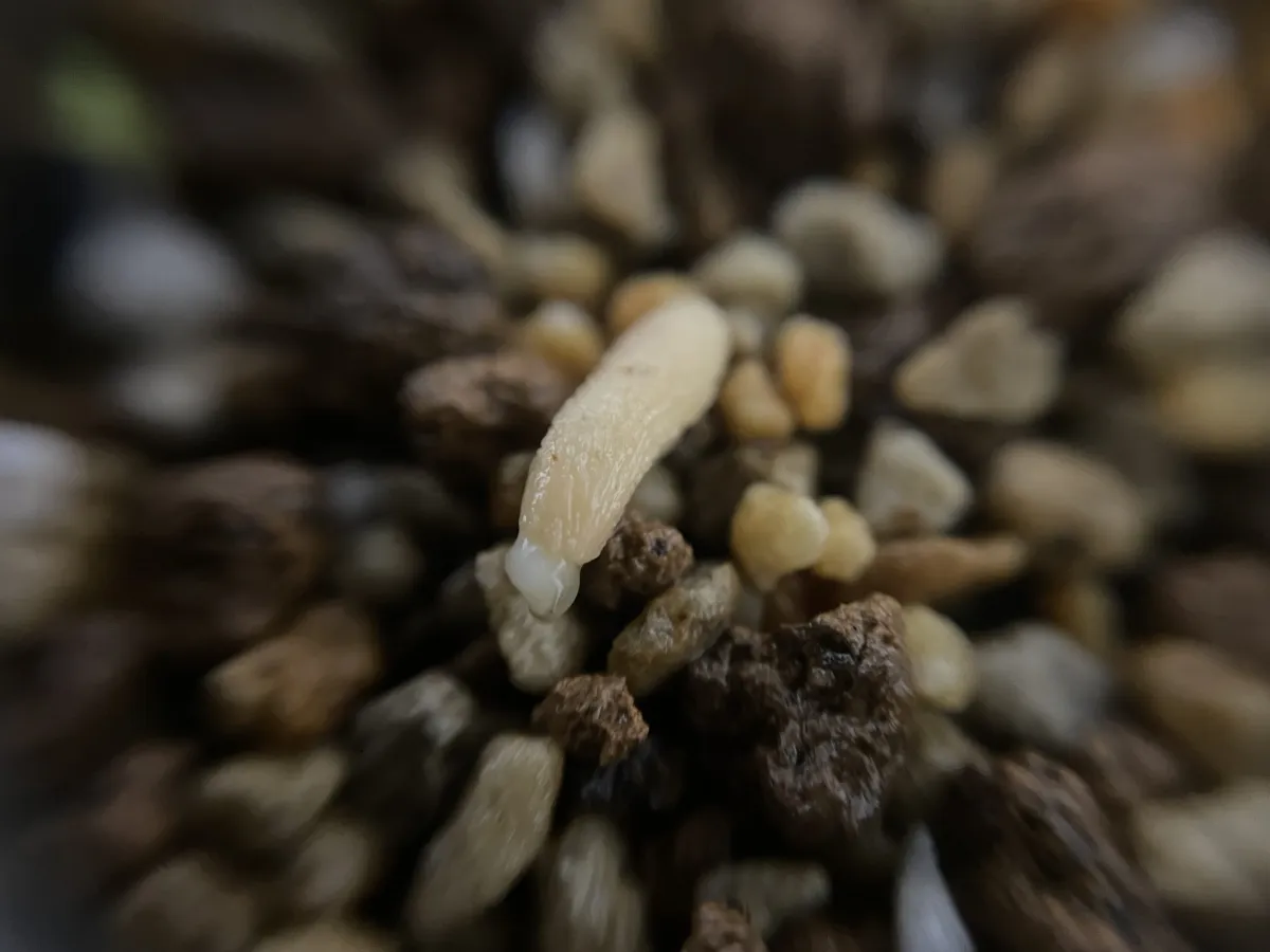 Pachypodium lamerei (パキポディウム ラメレイ 夢叶棒)