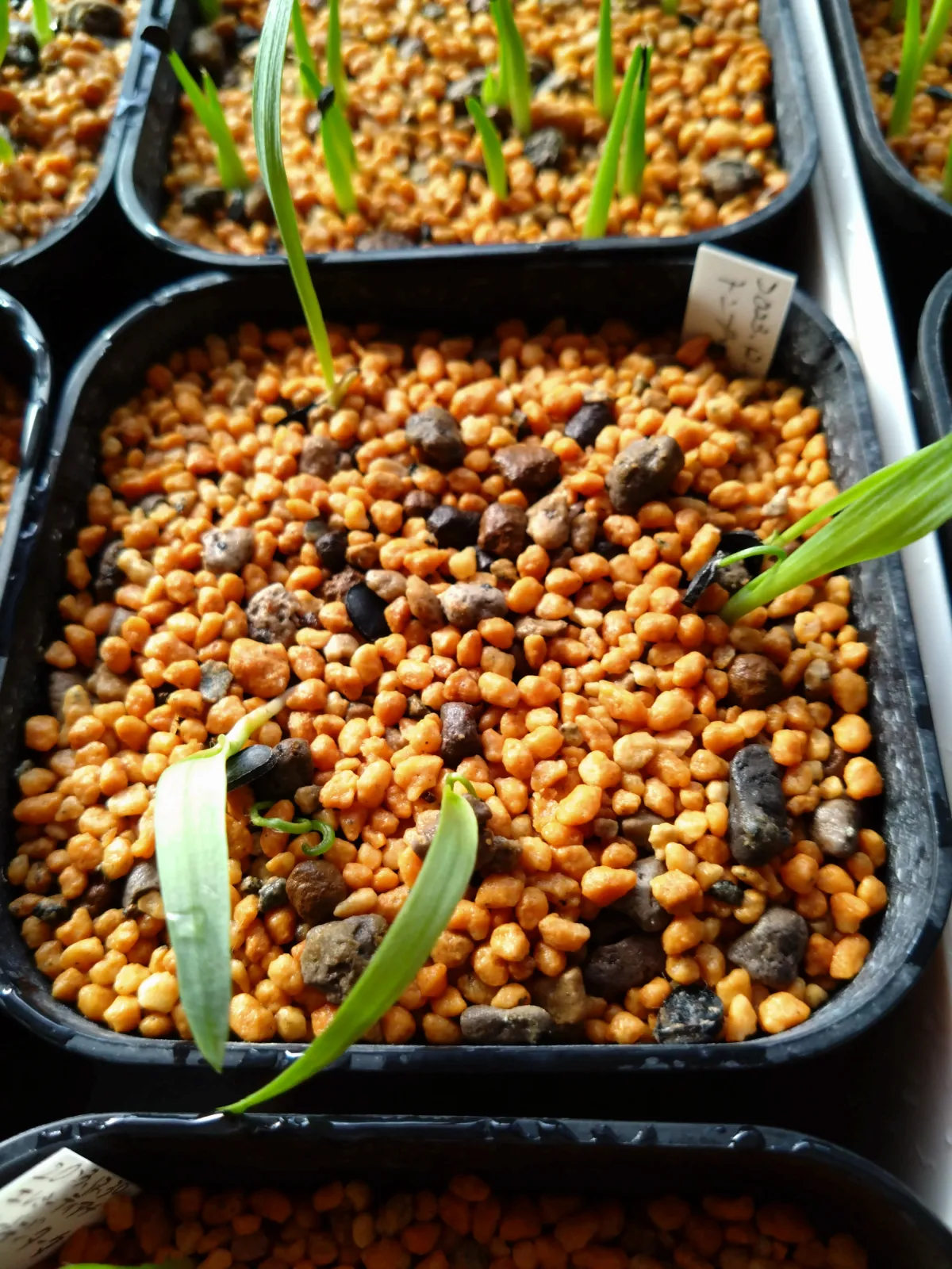 Yucca thompsoniana (ユッカ トンプソニアーナ)