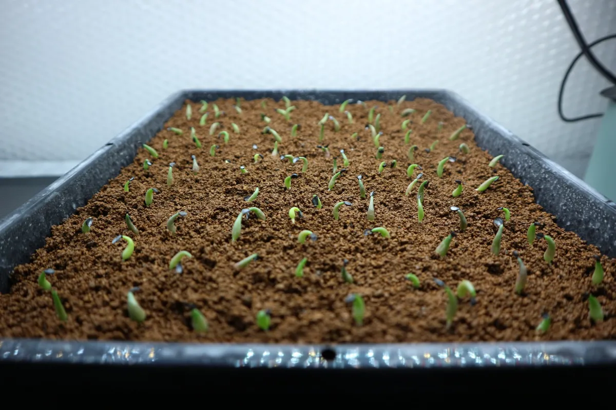 Agave oteroi (アガベ オテロイ)