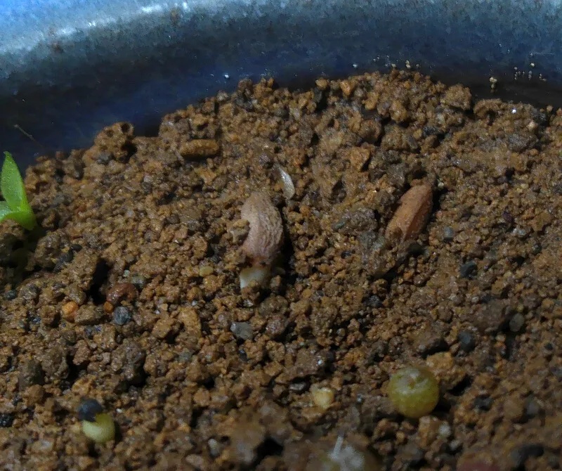 Pachypodium succulentum (パキポディウム サキュレンタム 天馬空)