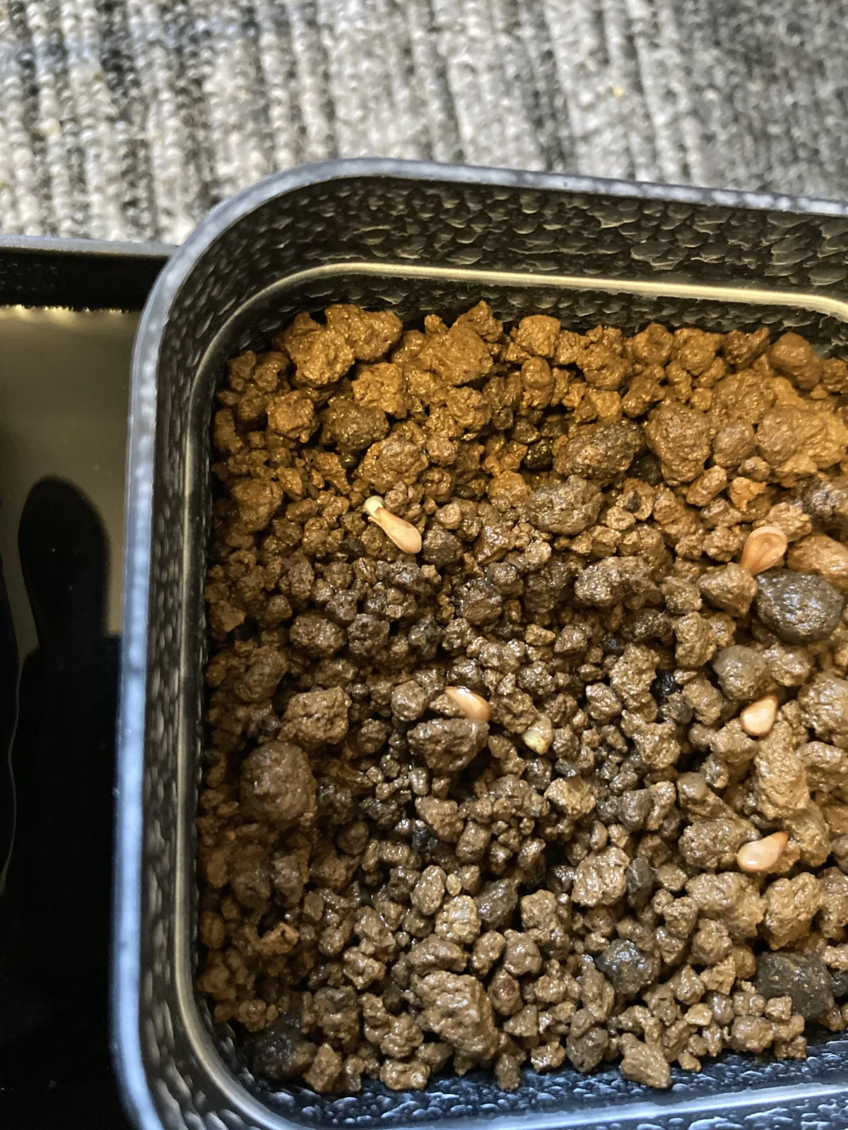 Pachypodium baronii (パキポディウム バロニー)