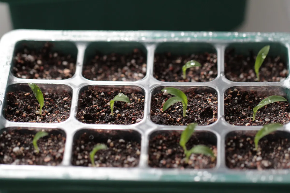 Chlorophytum orchidastrum 'Princess Mabel' (クロロフィツム プリンセス メイブル)