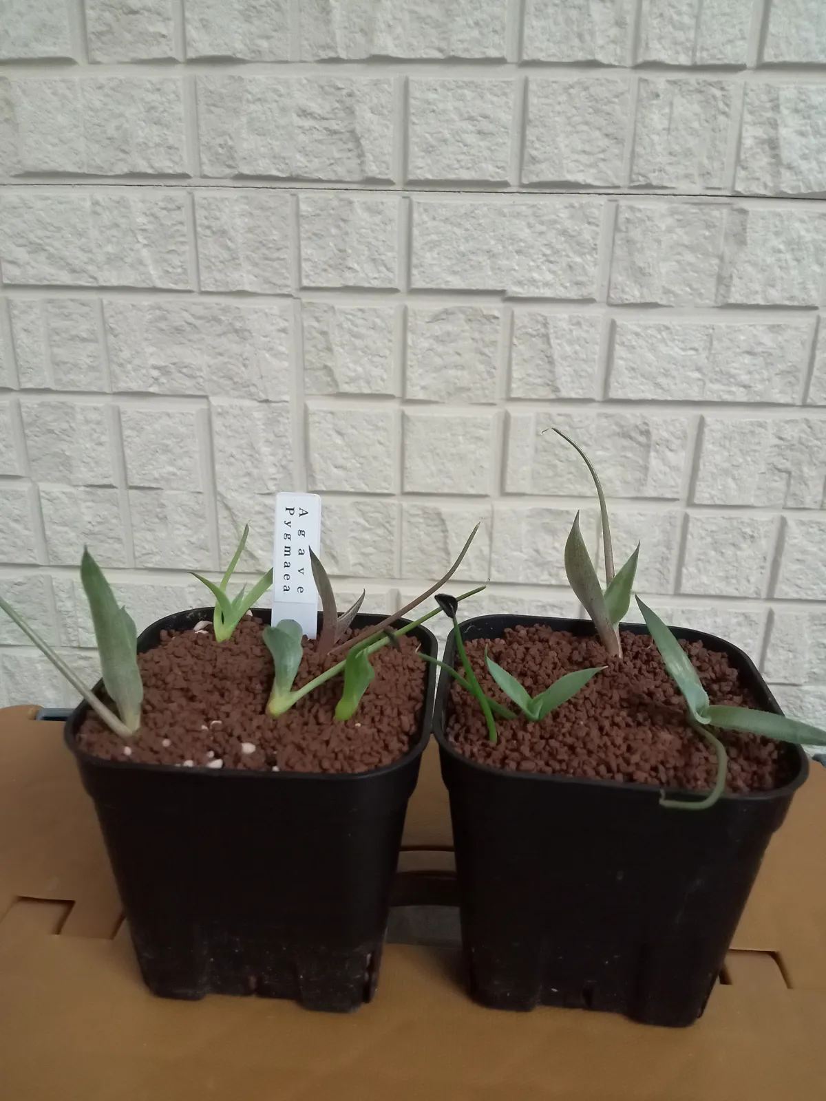 Agave seemanniana (アガベ ピグマエア)