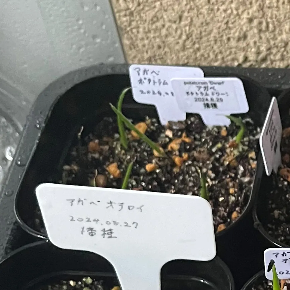 Agave potatorum Dwarf (アガベ ポタトラムドワーフ)