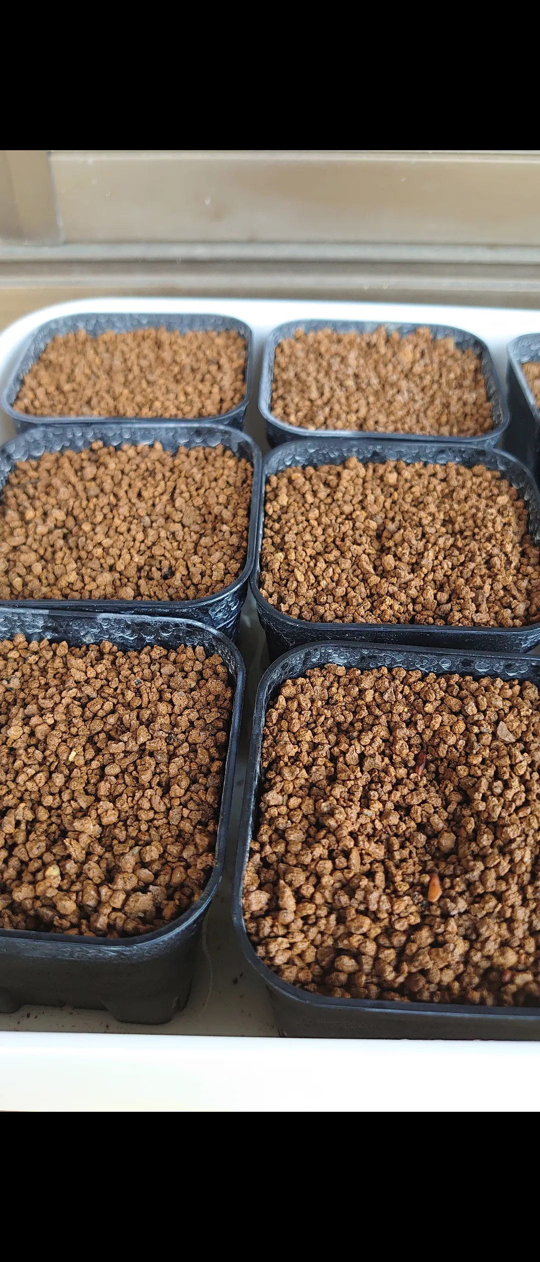 [無料種子] 発芽難 パキポディウム グラキリス　 Pachypodium rosulatum var. gracilius