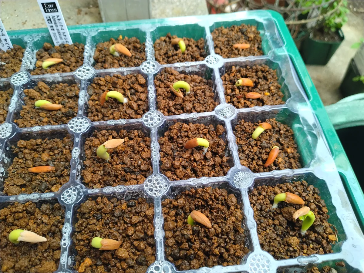 Adenium obesum (アデニウム オベスム)