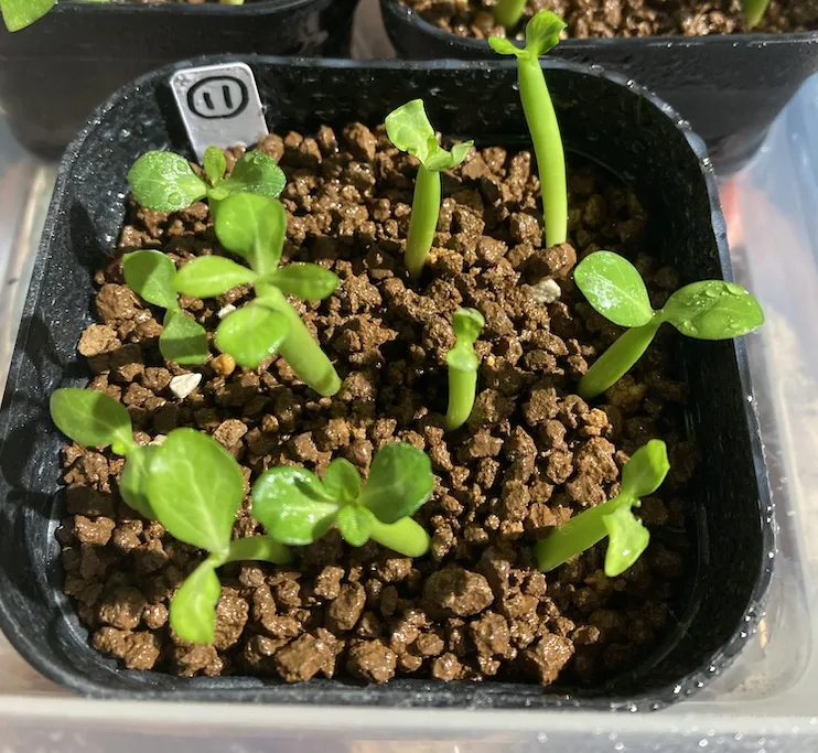 Adenium obesum (アデニウム オベスム)