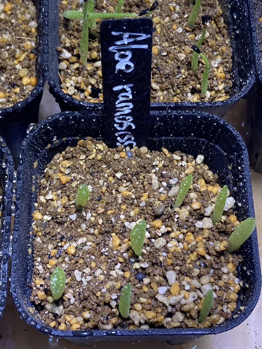 Aloe ramosissima (アロエ ラモシシマ)