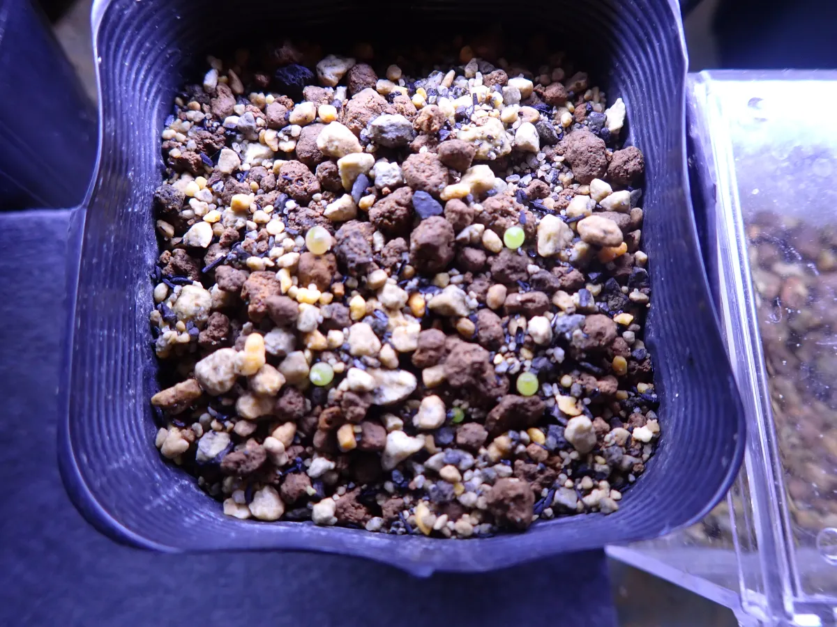 Espostoa nana (エスポストア ナナ)