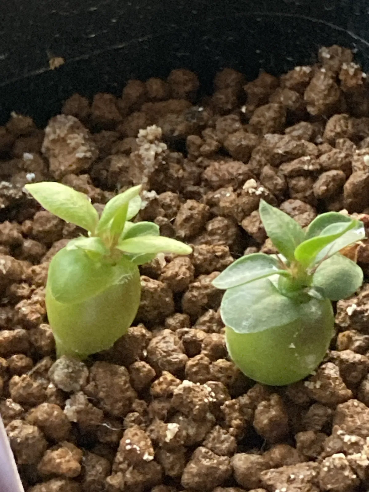 Pachypodium succulentum (パキポディウム サキュレンタム 天馬空)