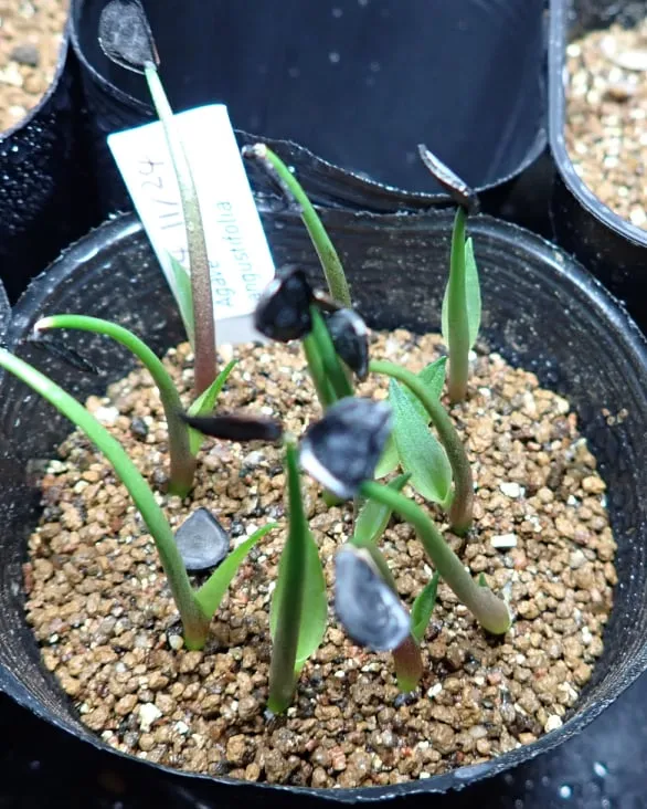 Agave angustifolia (アガベ アンガスティフォリア)