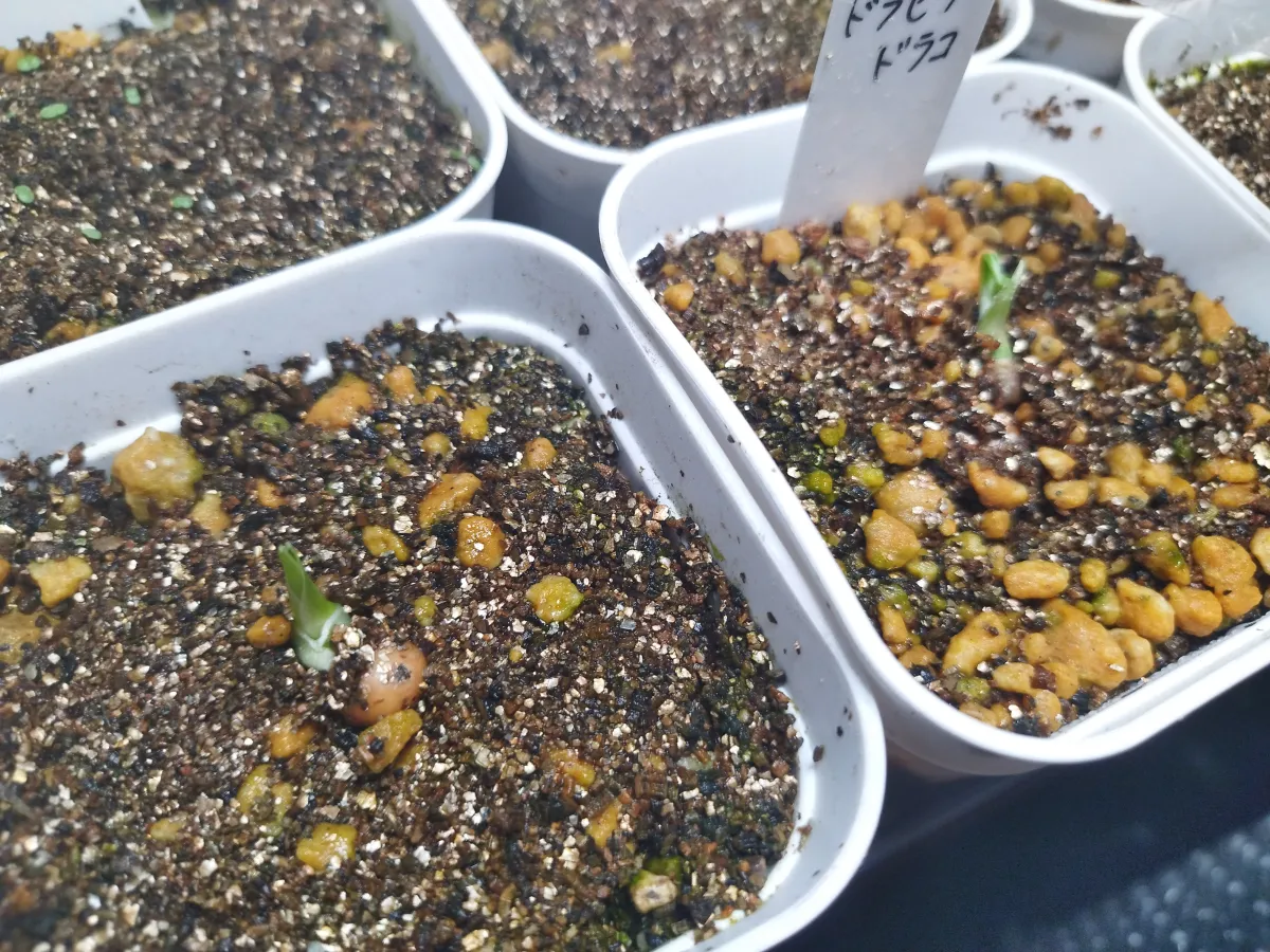 Dracaena draco subsp. draco (ドラセナ ドラコ)