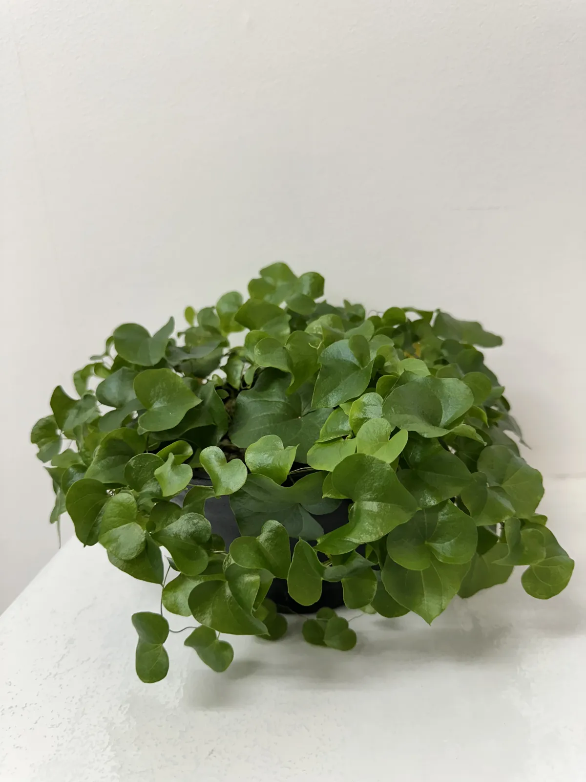 Dioscorea elephantipes (ディオスコレア エレファンティペス アフリカ亀甲竜)