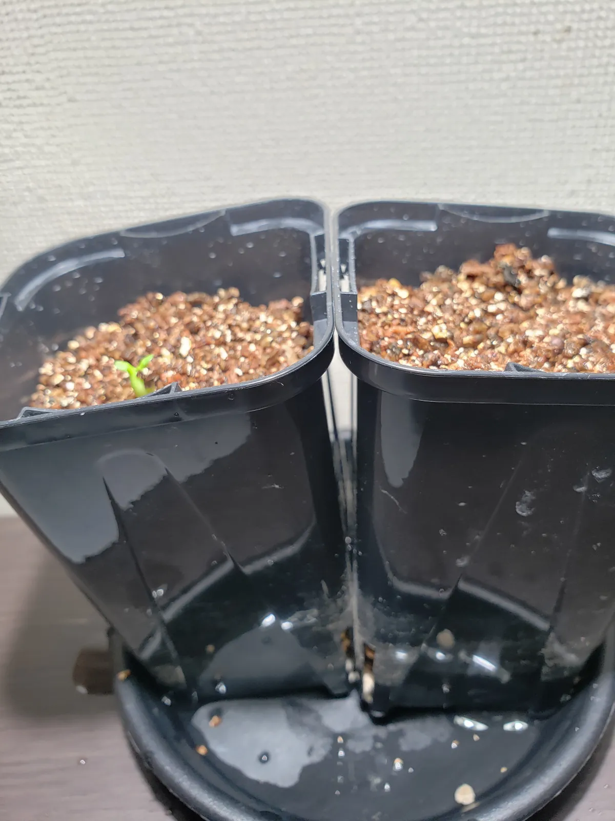 Euphorbia stellata (ユーフォルビア ステラータ 飛竜)