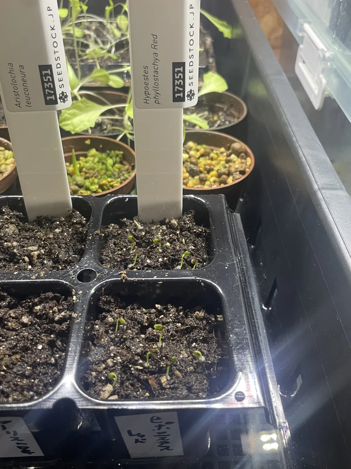 Hypoestes phyllostachya Red (ヒポエステス フィロスタキア レッド)