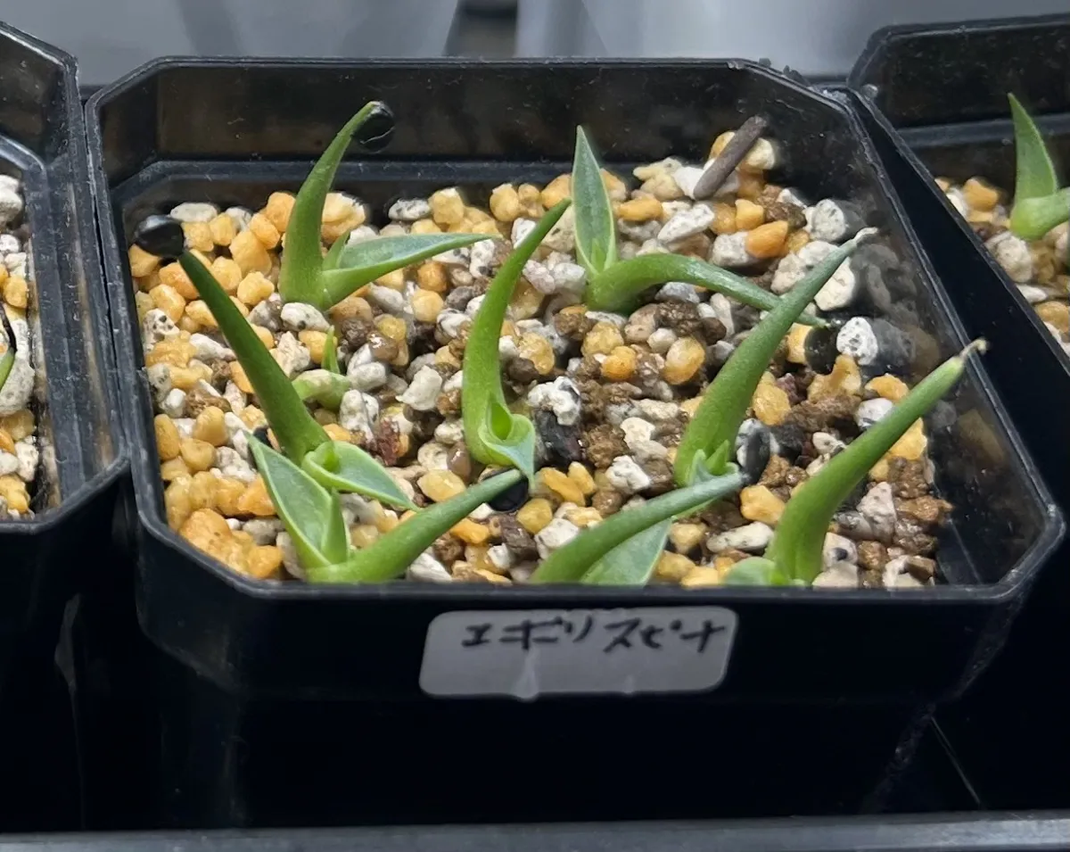 Agave utahensis var. eborispina (アガベ エボリスピナ)