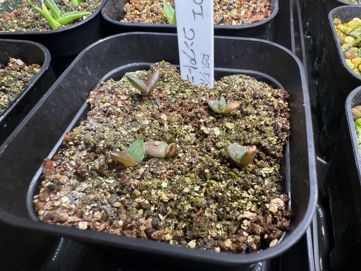 Aloe comptonii (アロエ コンプトニー)