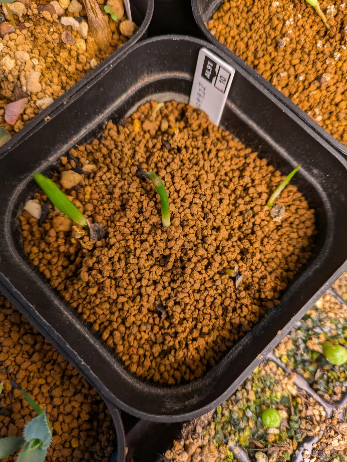 Aloe suzannae (アロエ スザンナエ)